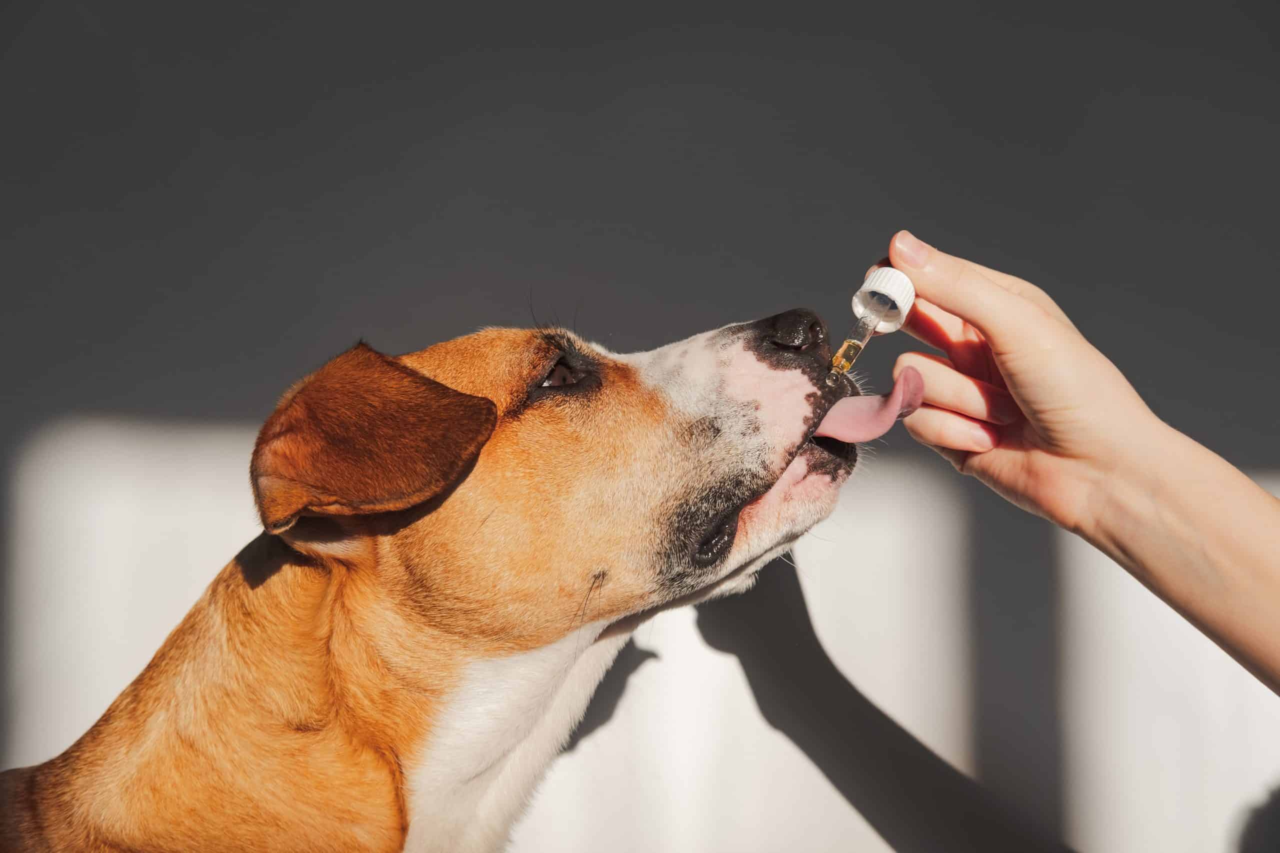 A Brief Guide on Arthritis and Pain-Relieving Cbd Products for Dogs